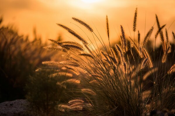 Espiguillas de plantas fotografiadas al amanecer