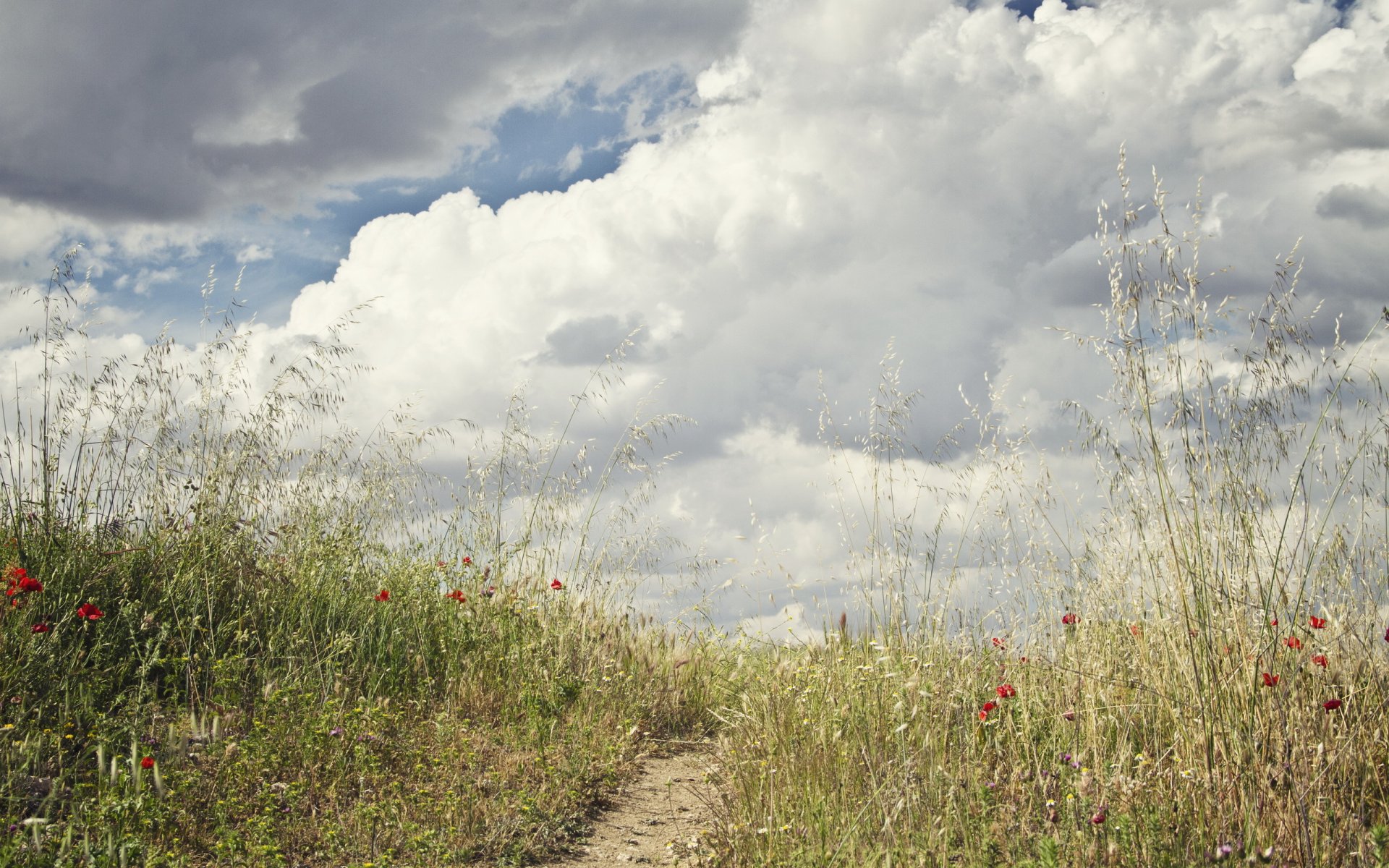 campo hierba flores camino cielo nubes