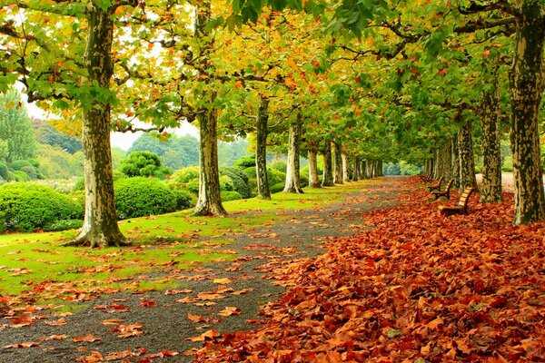 Contraste de colores en el parque de otoño