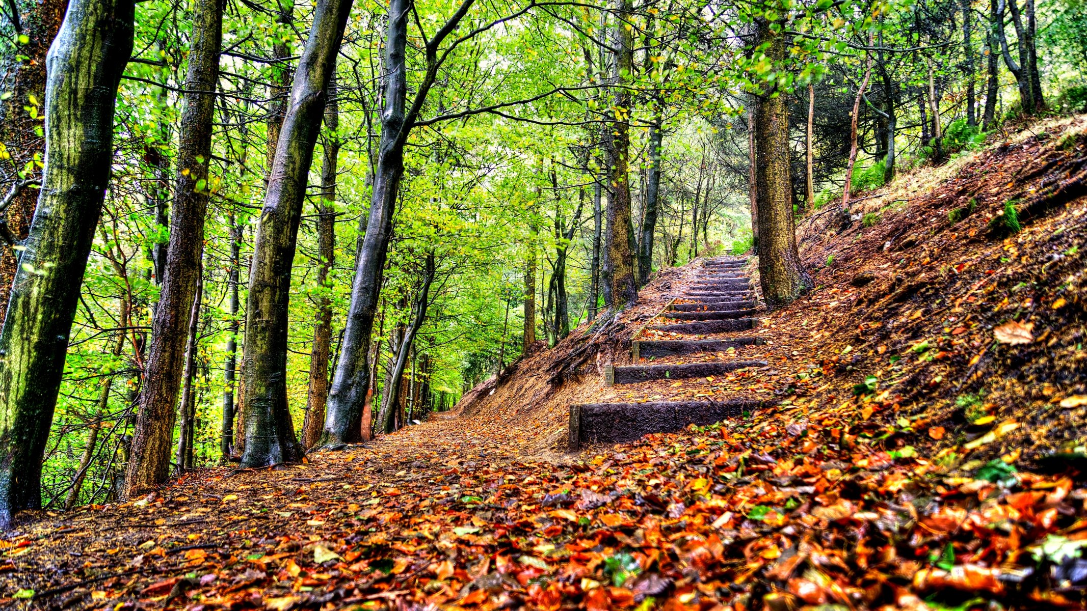 hojas árboles bosque parque pasos otoño paseo hdr naturaleza