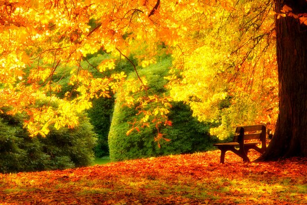 Banco de descanso en el bosque de otoño