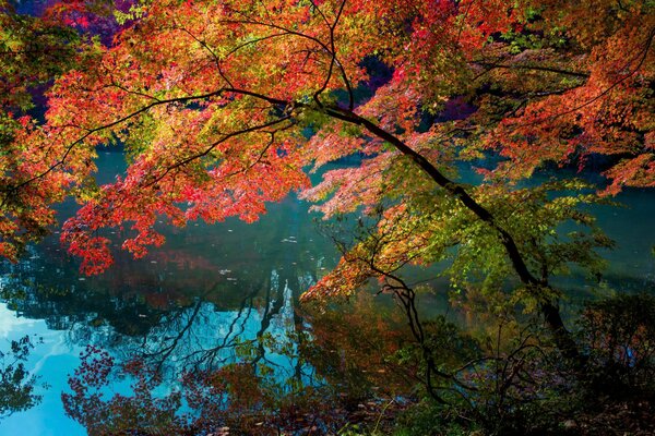 Otoño multicolor en hojas carmesí