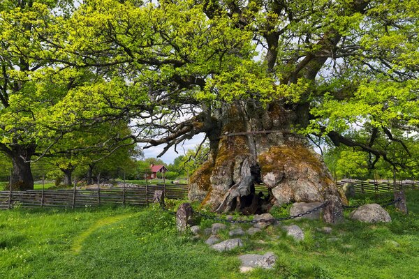 Un gran árbol, una montaña. Naturaleza
