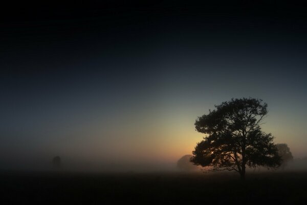 Paisaje nocturno con un árbol solitario en la niebla
