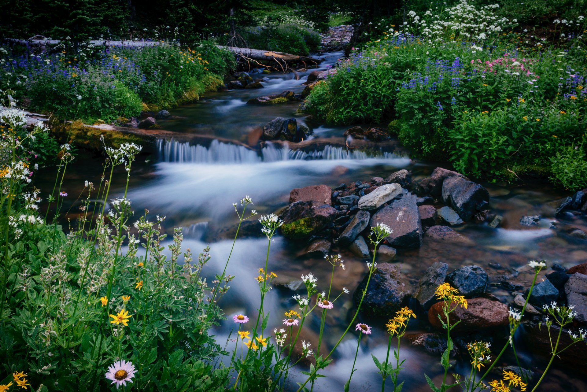 melody creek mount rainier washington parque nacional mount rainier arroyo flores piedras