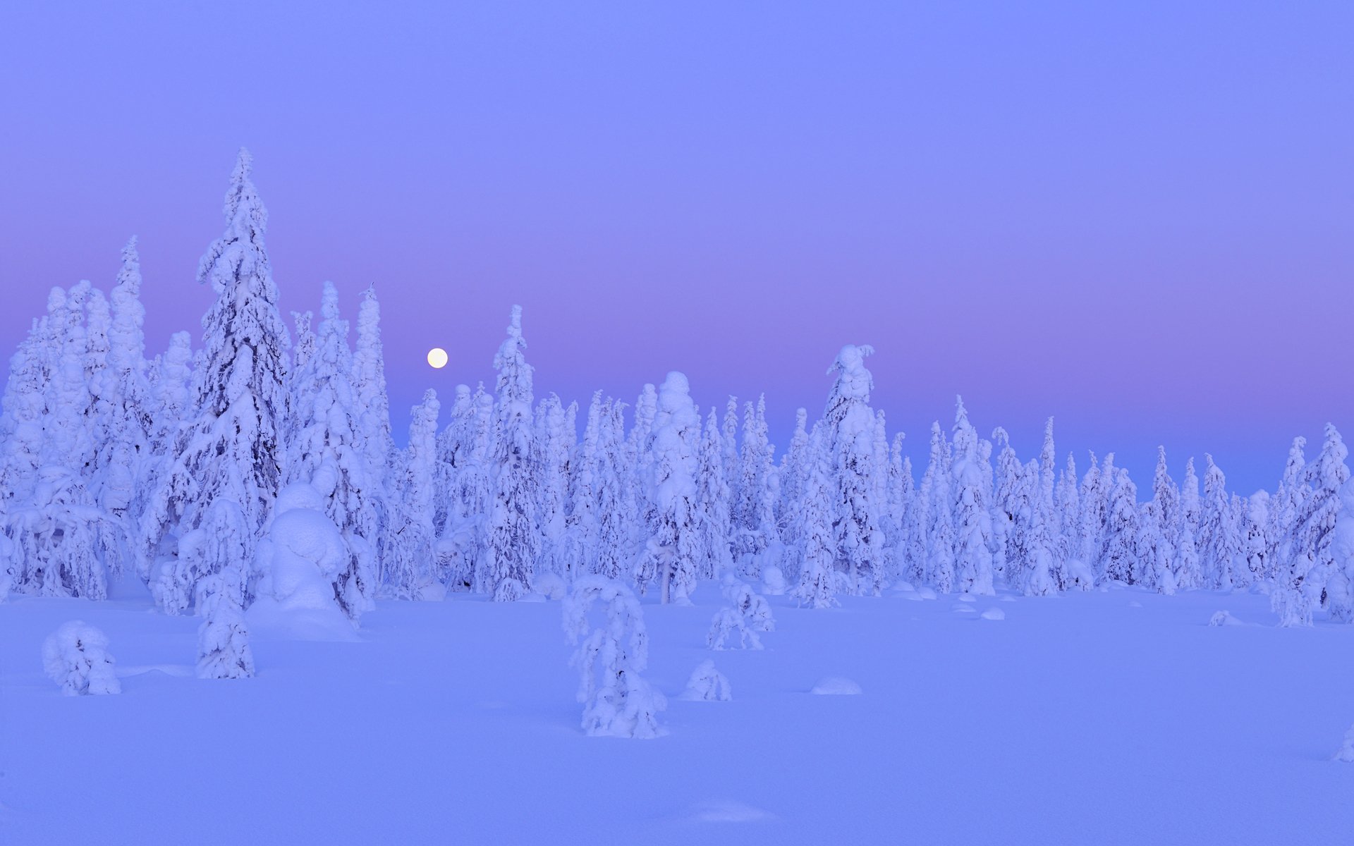 nieve árboles bosque invierno luna noche kuusamo ostrobotnia del norte provincia de oulu finlandia invierno