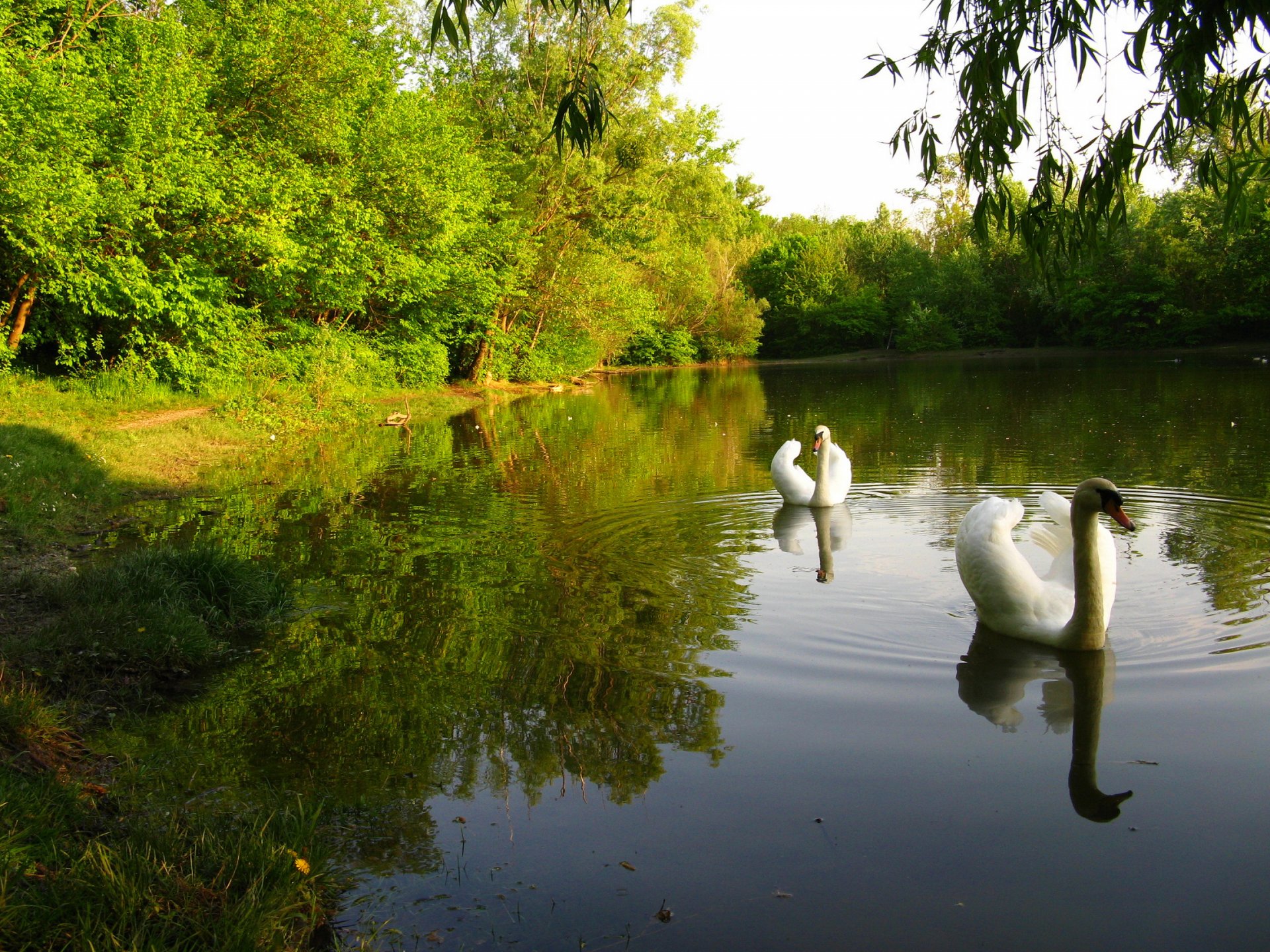 cielo bosque parque estanque árboles cisne pájaro