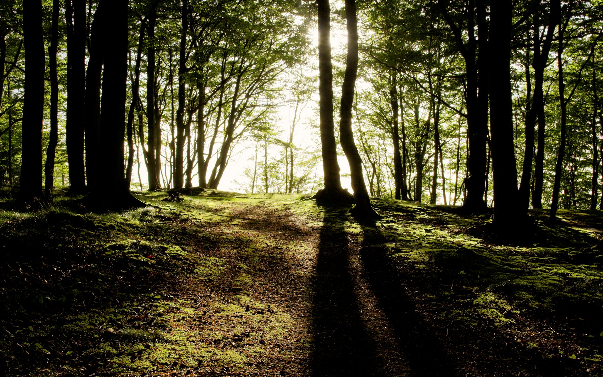 bosque árboles rayos de sol luz sombras