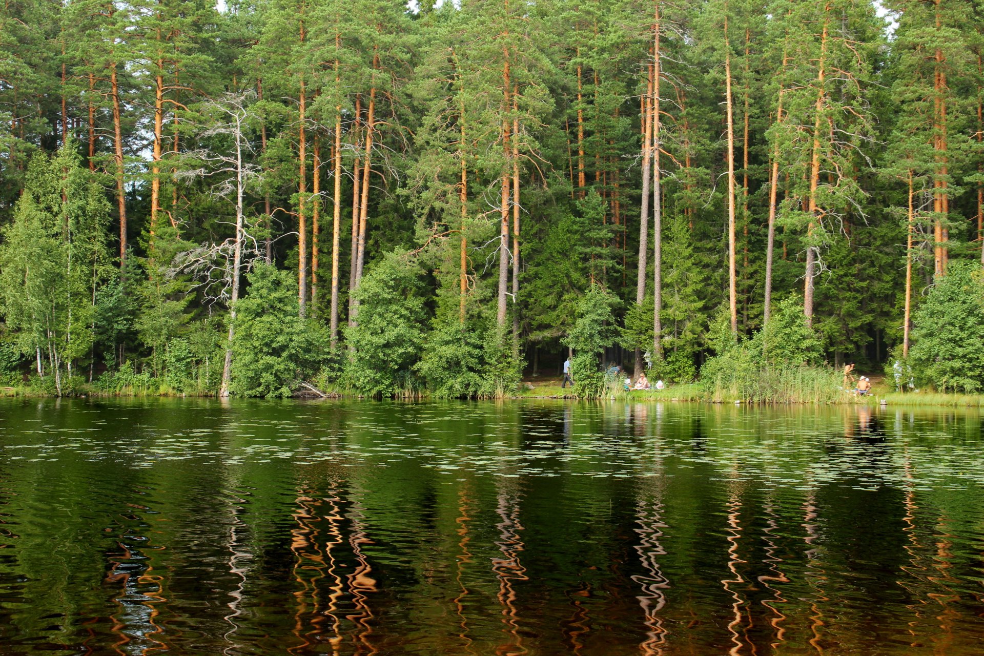 lago san petersburgo bosque rusia lucio komarovo árboles naturaleza foto
