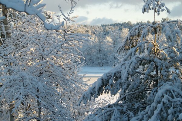 Árboles de nieve de invierno bajo fneb