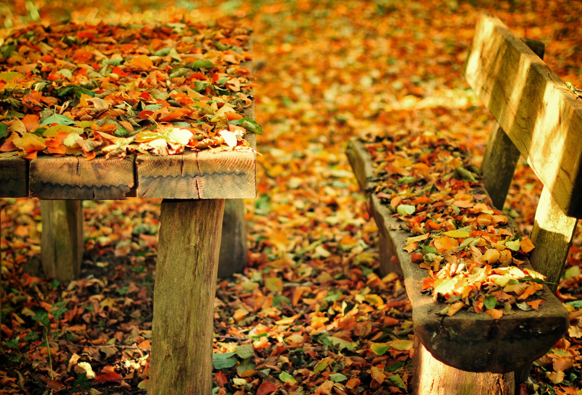 otoño naturaleza parque banco banco banco mesa hojas