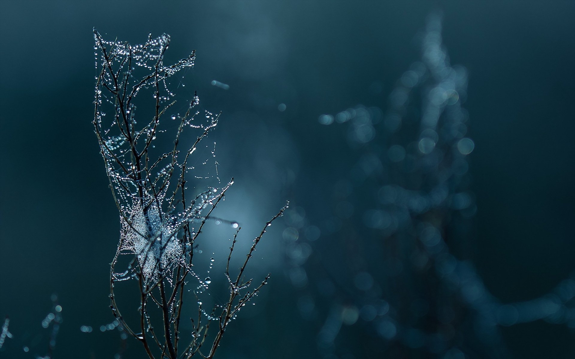 rama telaraña gotas macro