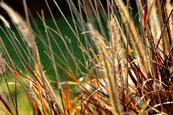 Hierba silvestre con espiguillas