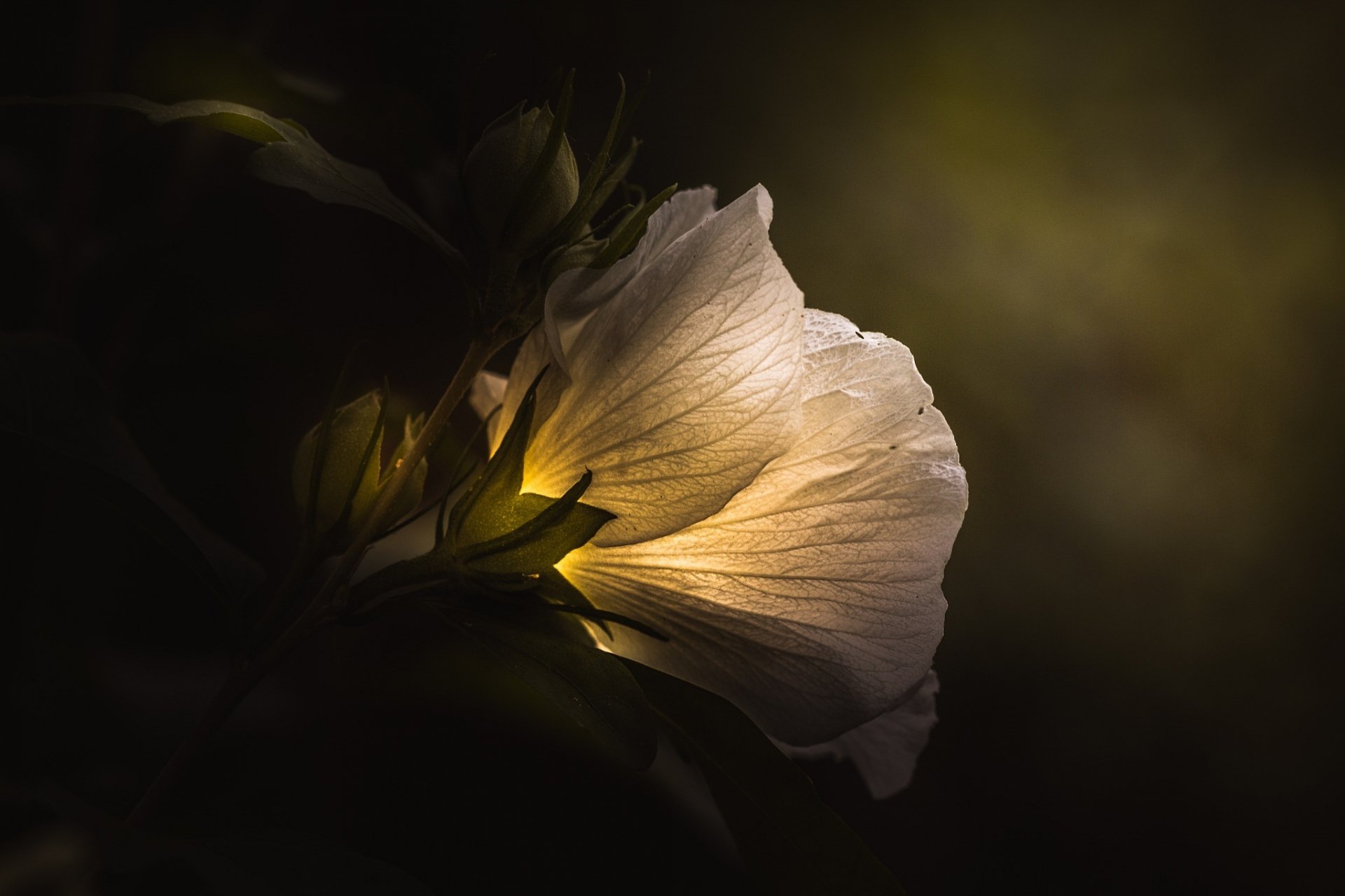 paul barson flor blanco luz arte oscuro floral verde macro rosa
