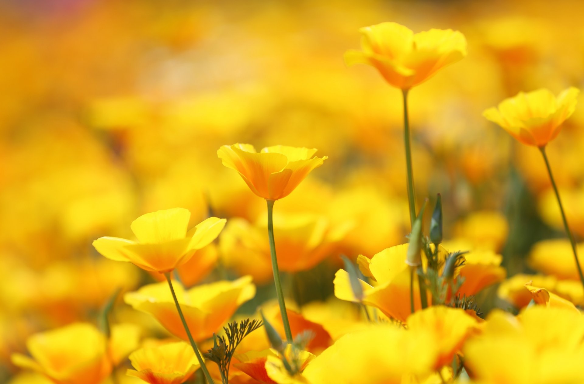 escholzia flores mucho