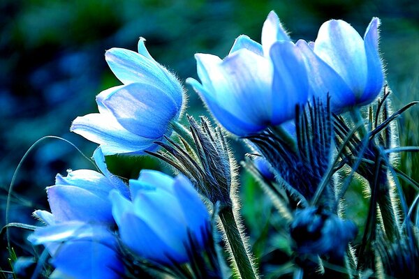 Flores azules primer plano