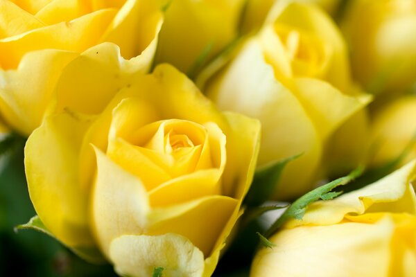 Rosas amarillas yemas jugosas