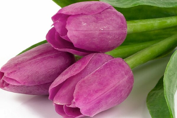 Los brotes de tulipán púrpura son muy hermosos