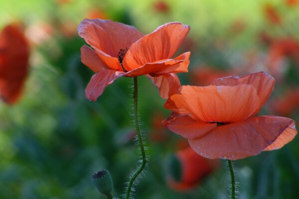 Amapolas rojas en el campo