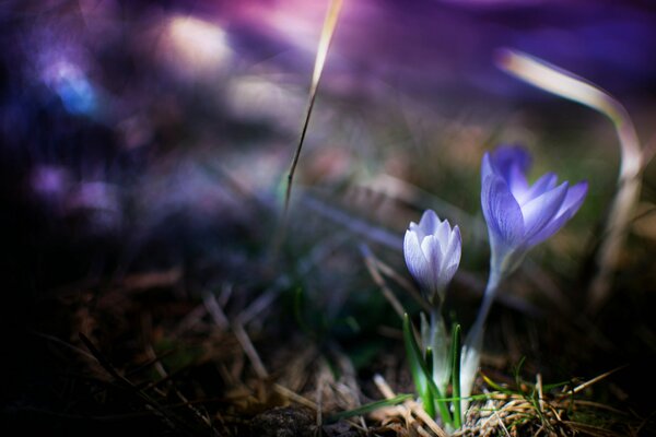 Azafranes tiernos en la hierba de primavera