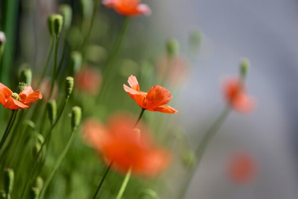 Día de verano y campo de amapolas