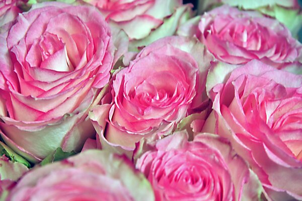 Rosas blancas con bordes de pétalos rosados