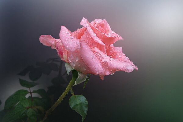 Flor rosa con gotas de rocío