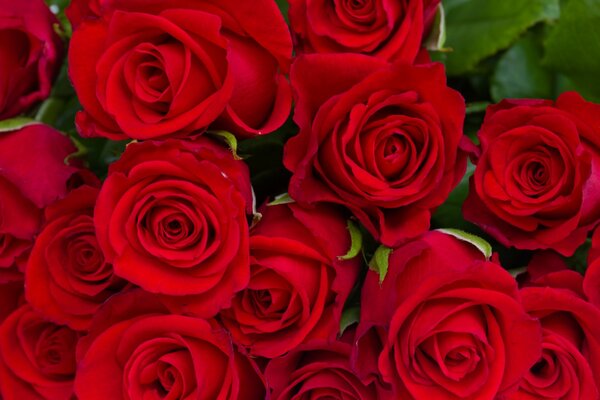 Ramo de capullos de rosas rojas