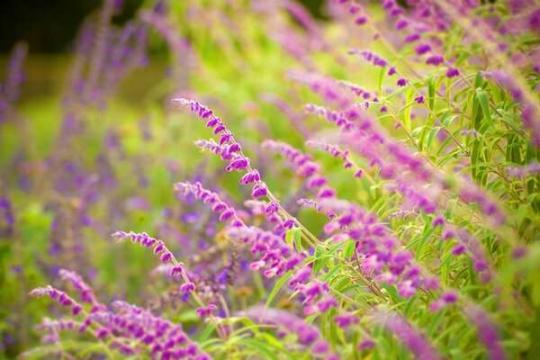 Espiguillas Lilas de salvia en flor en el verde de las hierbas