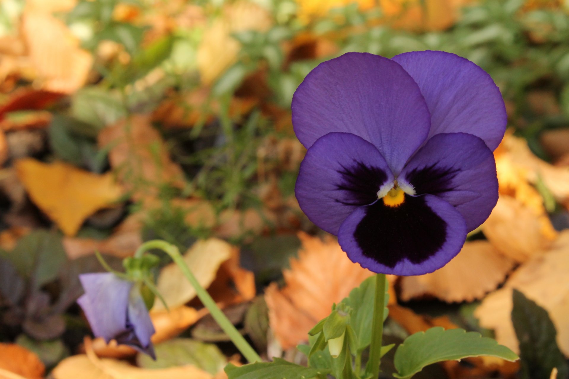 violeta púrpura flor otoño