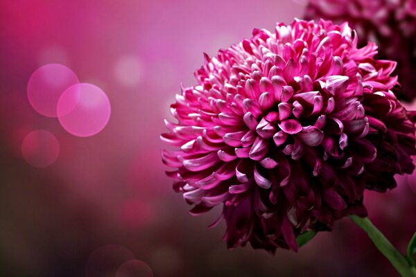 Hermoso crisantemo con fondo rosa