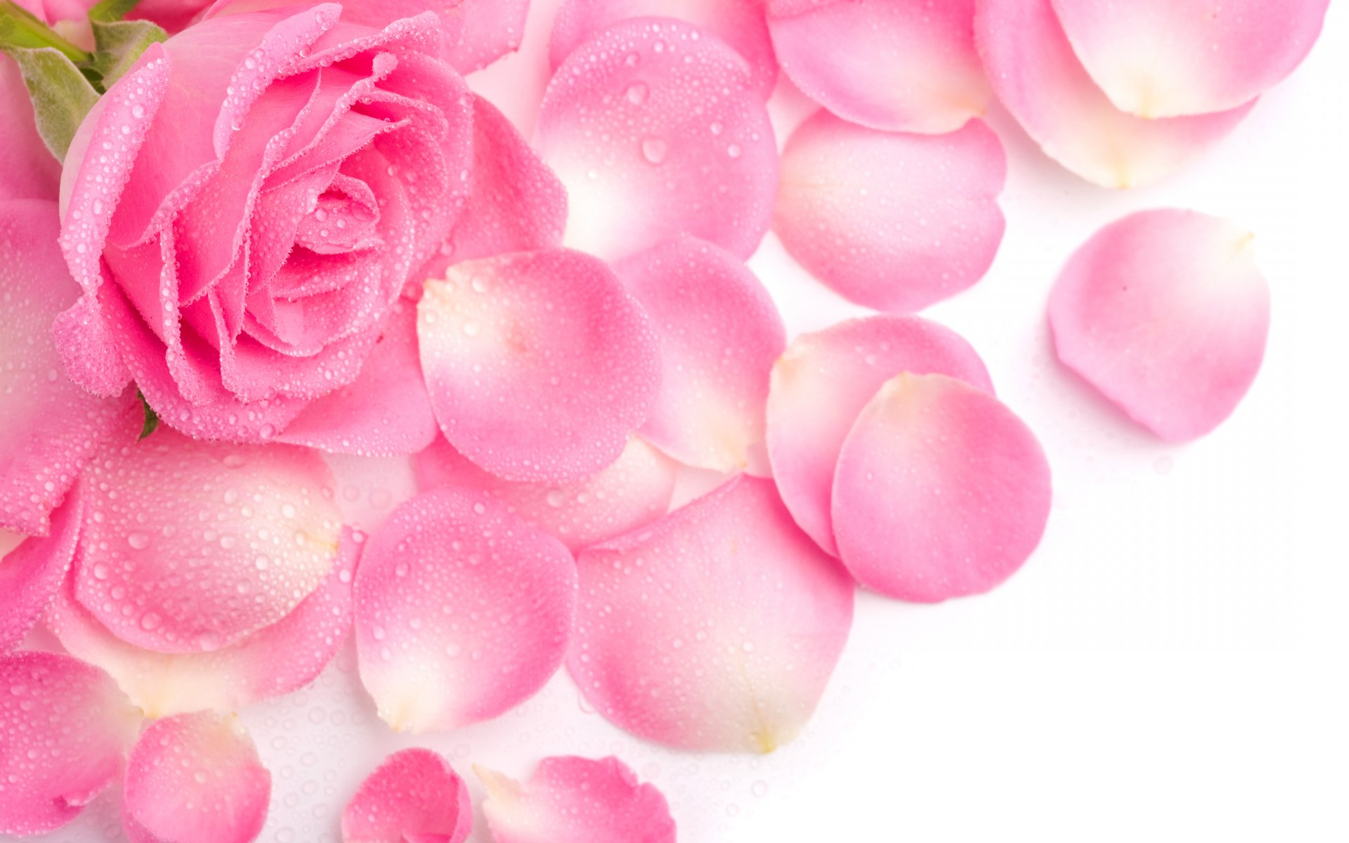 rosa pétalos rosa rocío