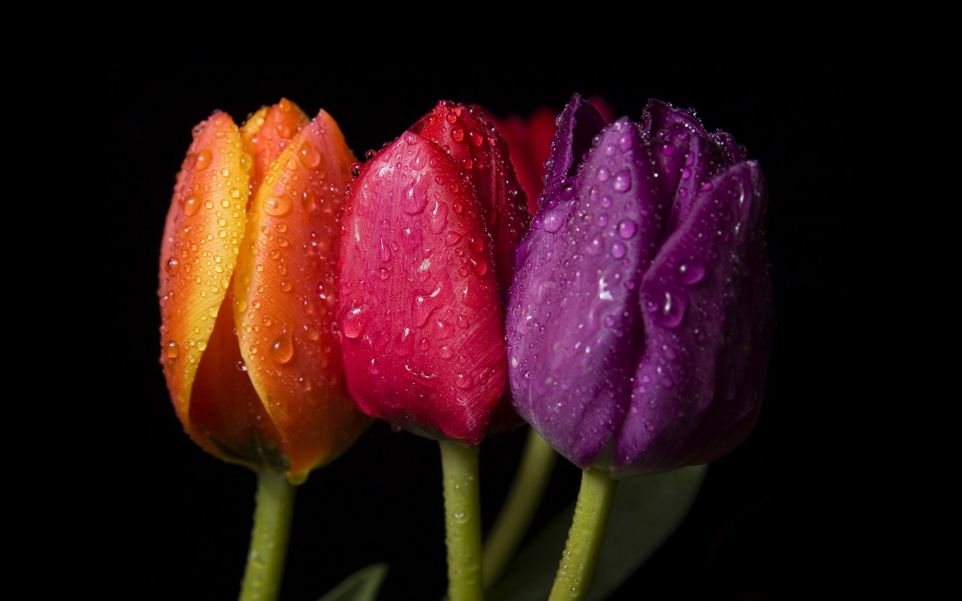 tres tulipanes naranja rojo púrpura color brillante gotas macro