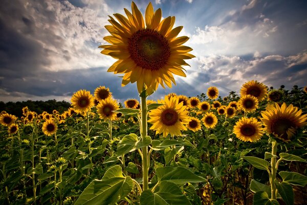 Girasoles de verano al sol en el campo