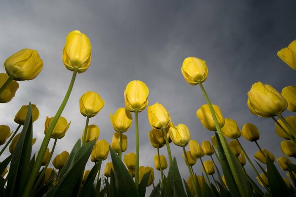 Los tulipanes se extienden hacia el cielo gris