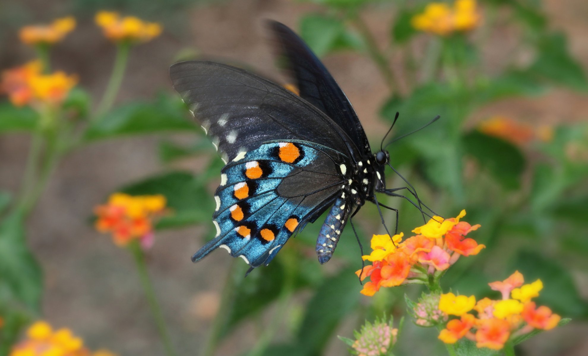 naturaleza flor mariposa polilla