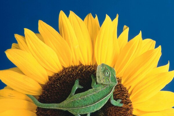 Pequeño lagarto en una flor de girasol
