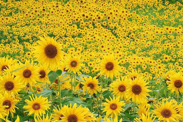 Un gran campo de girasoles en flor