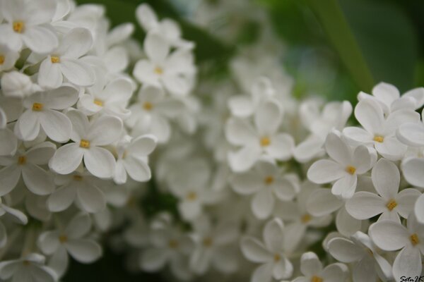 La lila blanca florece en verano