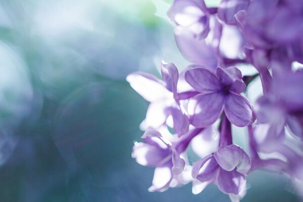 Flores de color lila sobre fondo pastel