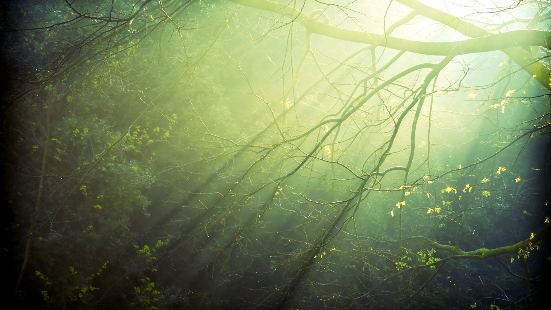 árbol árboles hojas rayo rayos de luz luz ramas ramas vegetación después de la lluvia gotas