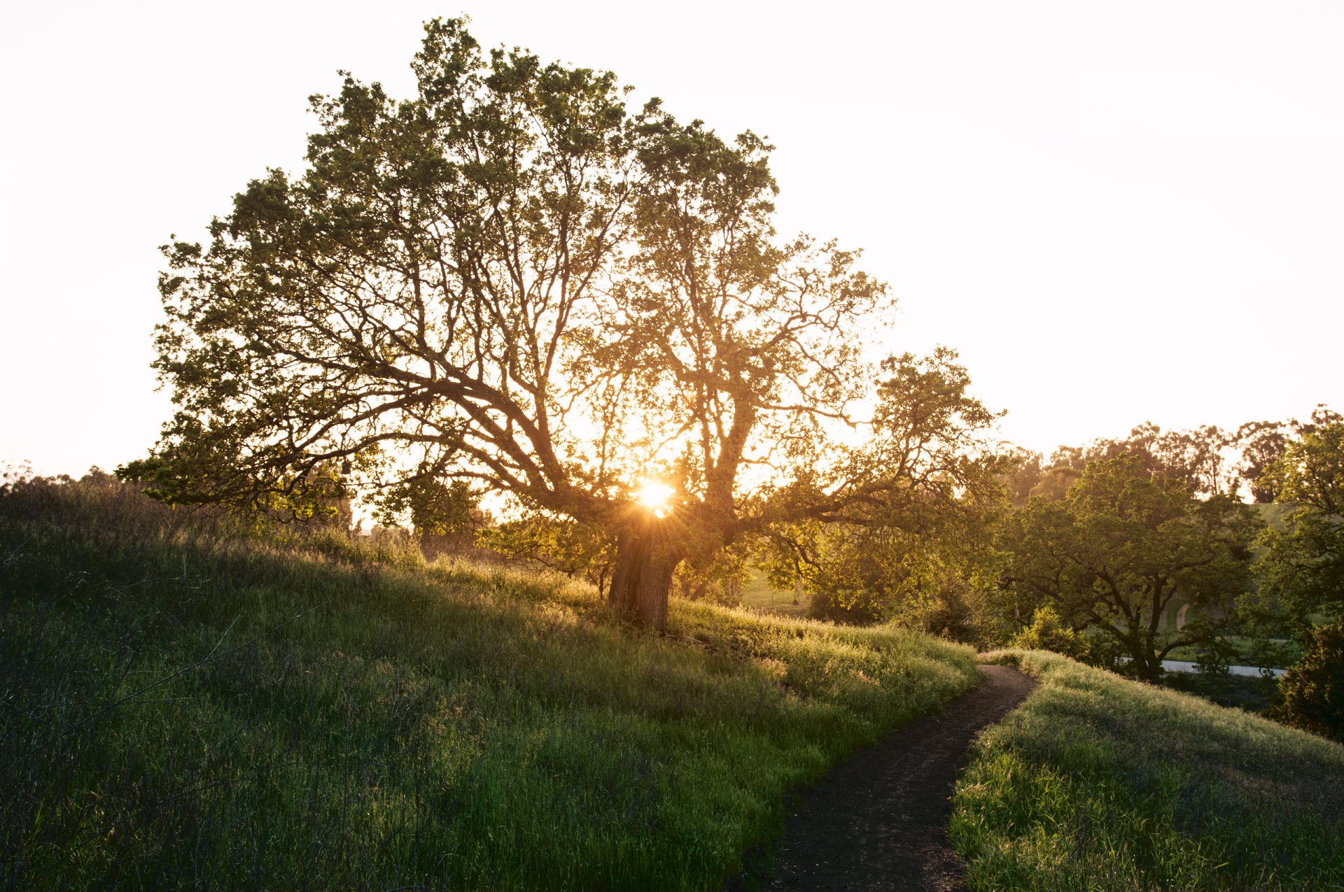 naturaleza primavera árbol sendero puntada hierba sol rayos