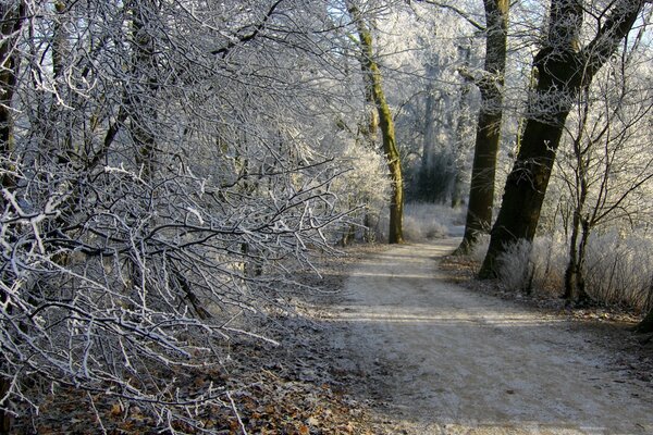 El camino de invierno en el bosque lleva a la distancia