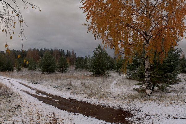 Árboles de invierno abedul en la nieve