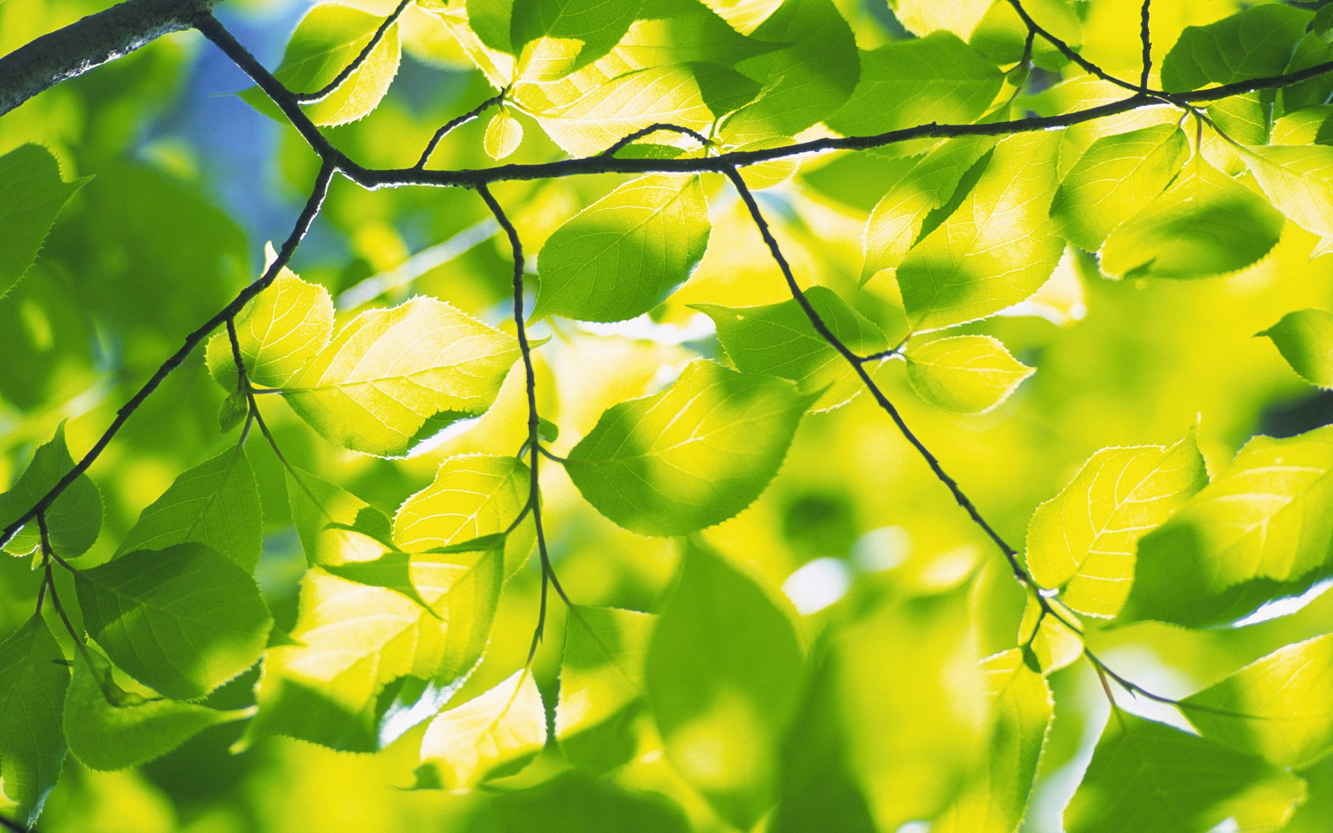 naturaleza primavera hojas follaje vegetación frescura rama ramas árbol