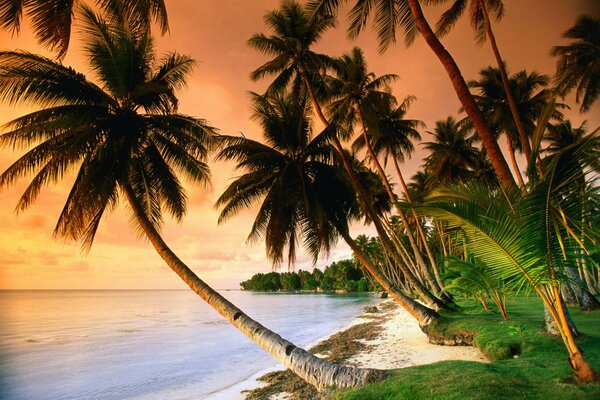 Puesta de sol en una playa tropical con palmeras