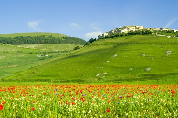 Verdes colinas y campos de Italia con amapolas
