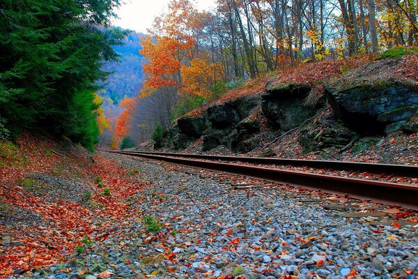 Ferrocarril hojas otoño