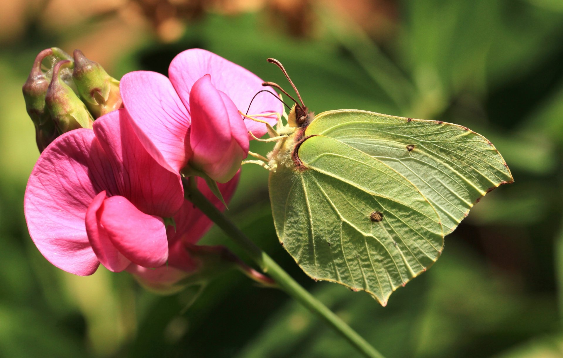 espino cerval limoncillo mariposa flor macro