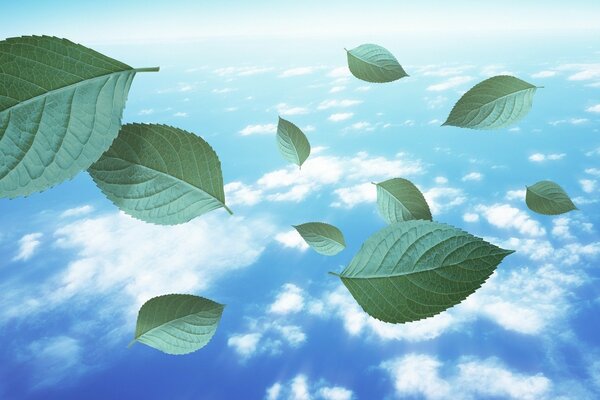 Hojas volando contra el cielo